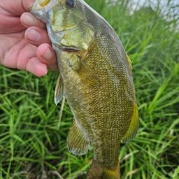 スモールマウスバス