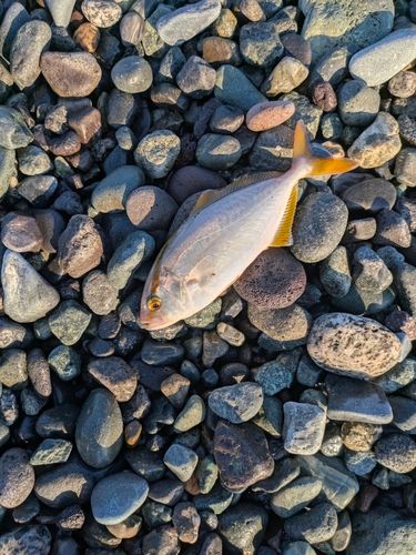 ショゴの釣果