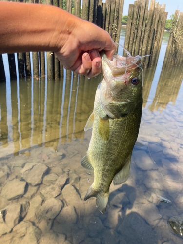 ラージマウスバスの釣果