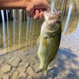 ラージマウスバス