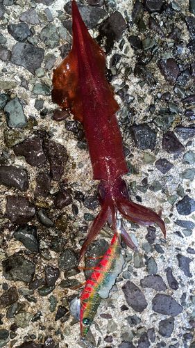 ヤリイカの釣果