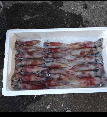 シロイカの釣果