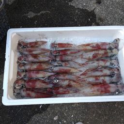 シロイカ
