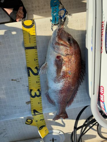 タイの釣果