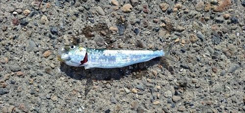 釣果