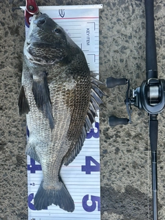 クロダイの釣果
