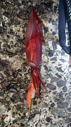 ケンサキイカの釣果