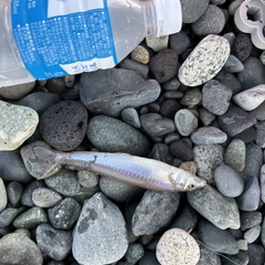 キスの釣果