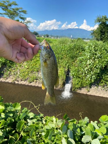 スモールマウスバスの釣果