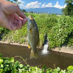 スモールマウスバス