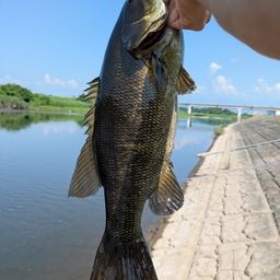 スモールマウスバス