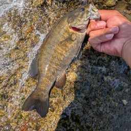 スモールマウスバス