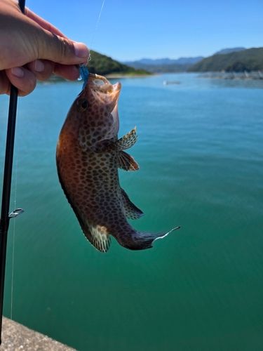 オオモンハタの釣果