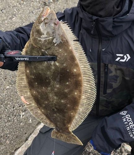 ヒラメの釣果