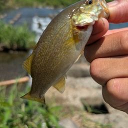 スモールマウスバス