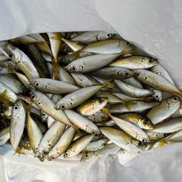 アジ