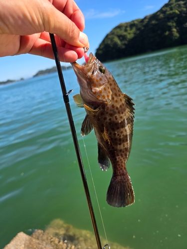 キジハタの釣果