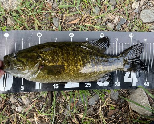 スモールマウスバスの釣果