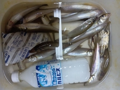 シロギスの釣果