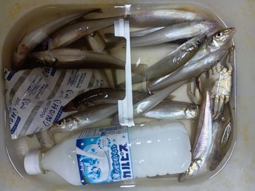 シロギスの釣果