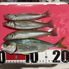キスの釣果