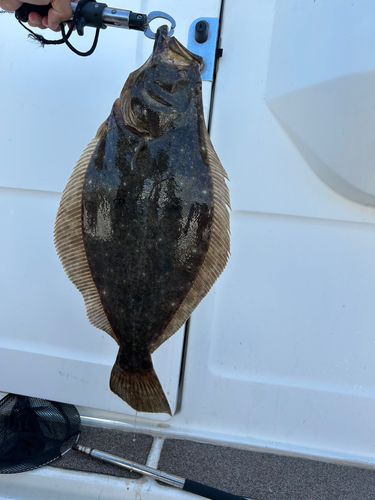 ヒラメの釣果