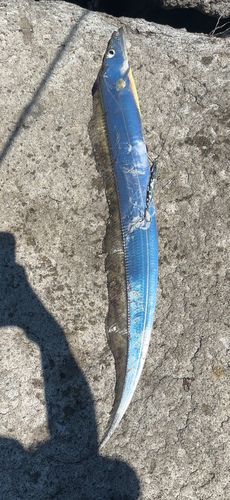 タチウオの釣果