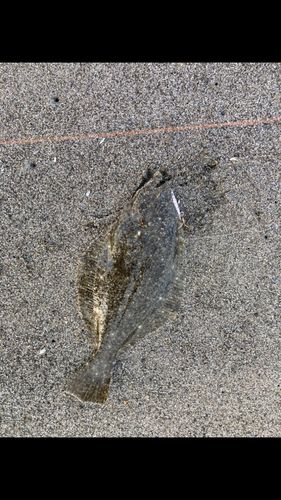 ソゲの釣果