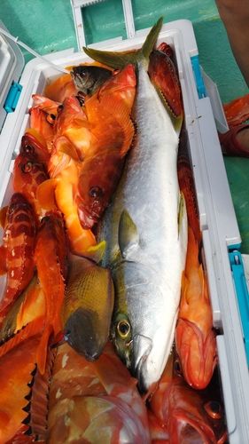 ヒラマサの釣果