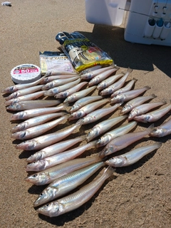 シロギスの釣果