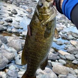 スモールマウスバス