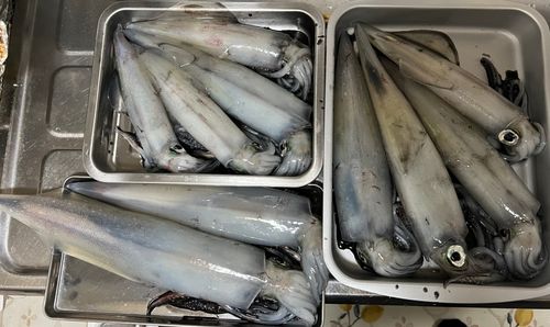 ケンサキイカの釣果