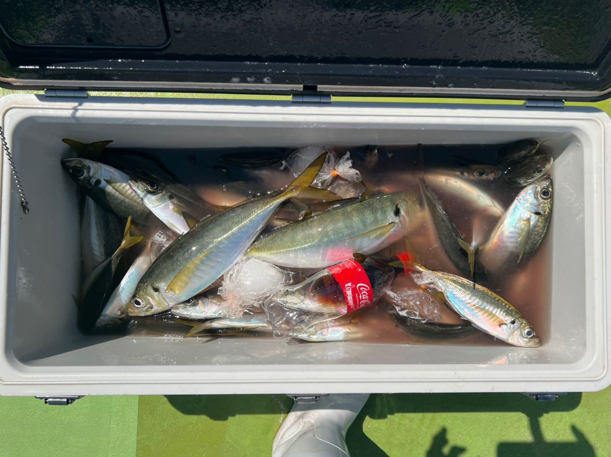 政信丸さんの釣果 3枚目の画像