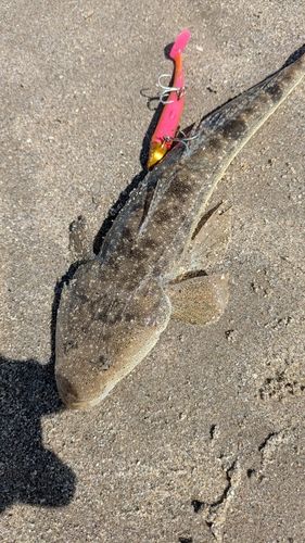 マゴチの釣果