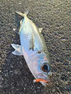 メアジの釣果