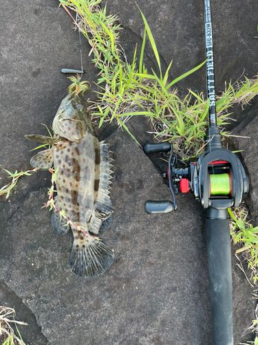 チャイロマルハタの釣果