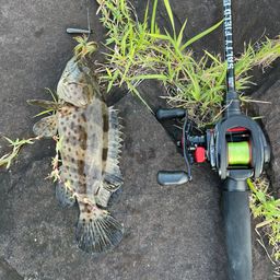 チャイロマルハタ