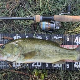 ラージマウスバス