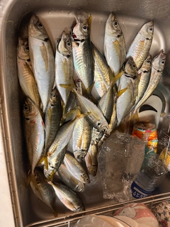アジの釣果