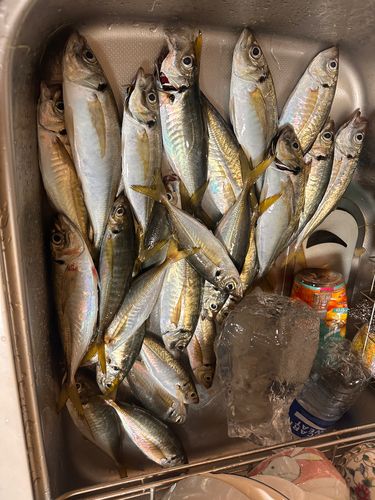 アジの釣果