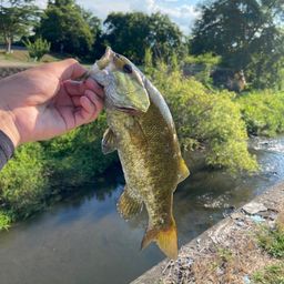 スモールマウスバス