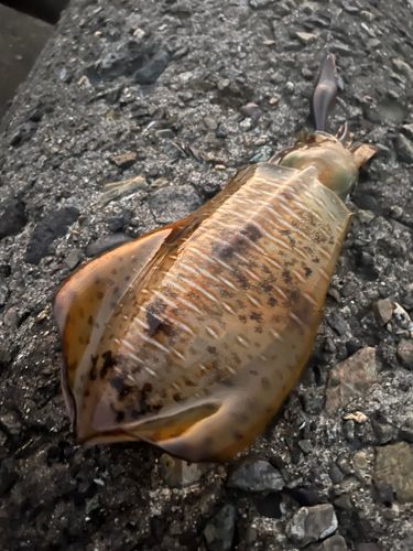 アオリイカの釣果
