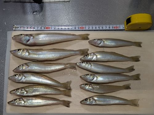 キスの釣果