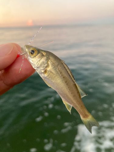 セイゴ（マルスズキ）の釣果