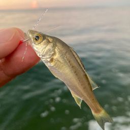 セイゴ（マルスズキ）