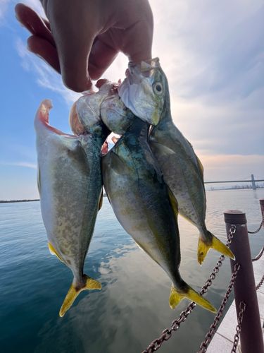 ワカシの釣果