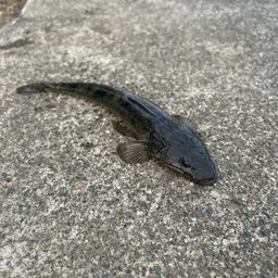 コチ