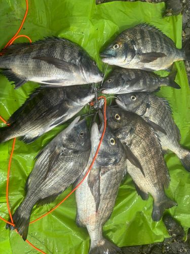 クロダイの釣果