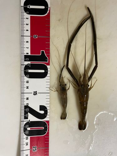 テナガエビの釣果