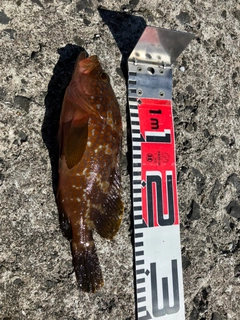 キジハタの釣果